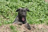 BOUVIER DES ARDENNES 367